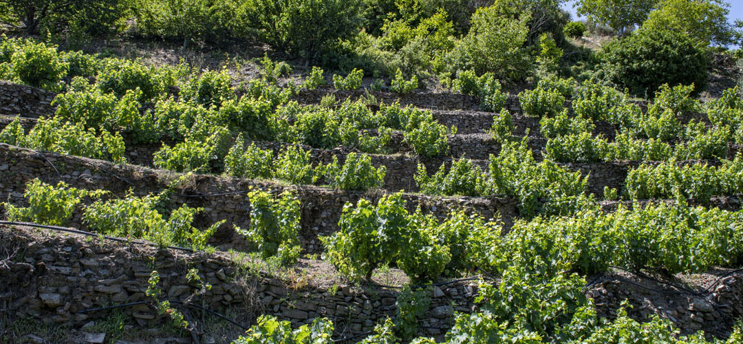 The dry-stone terraces