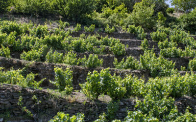 Vignoble Vagianos, Kydonies, Pandrosos