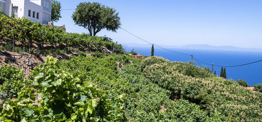 Autres produits du raisin et du vin