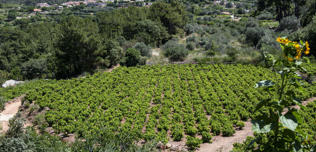 Evgenikos Vineyard, Ydroussa