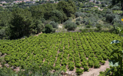 Vignoble d’Evgenikos, Hydroussa