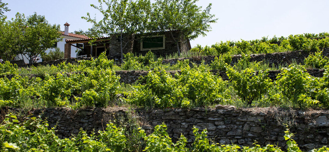 Vasiliadis vineyard and patitiri, Margarites hamlet, Manolates