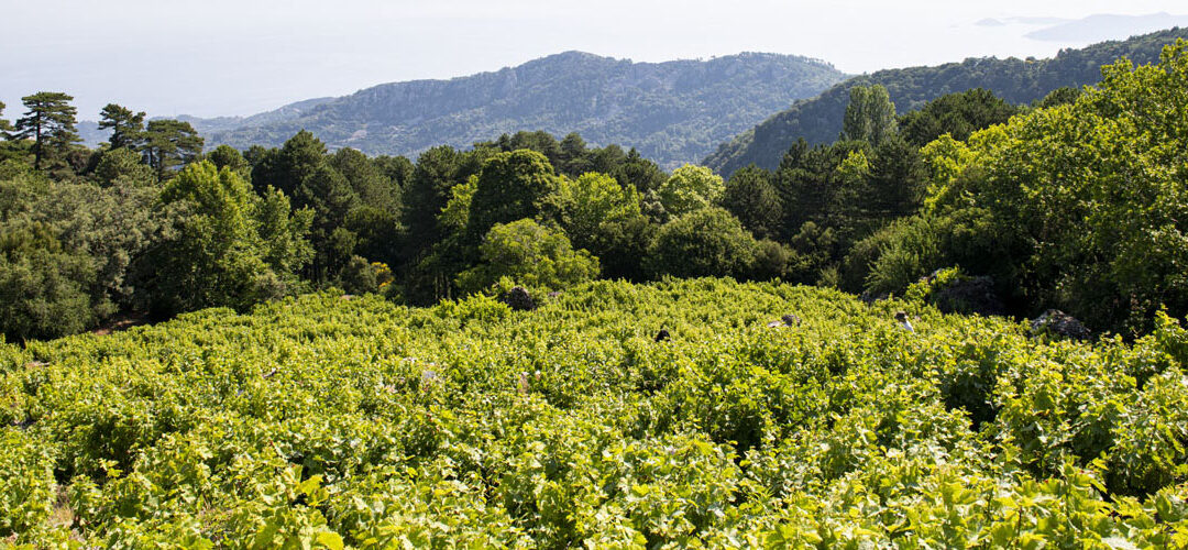 Kioulafa Mountain Vineyard in Akamati area, Vourliotes