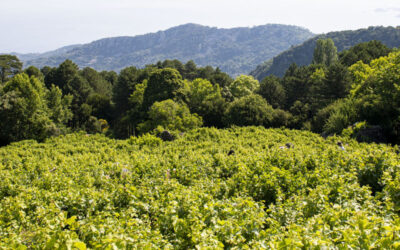 Vignoble montagneux de Kioulafas à « Akamatis », Vourliotes