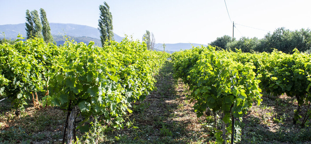 Weinberg mit Muskateller-Tafeltrauben