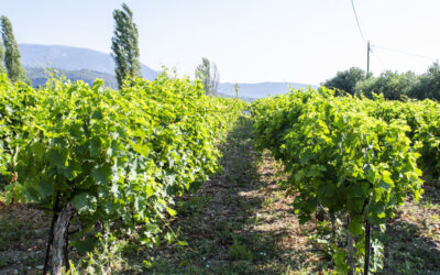 Weinberg mit Muskateller-Tafeltrauben