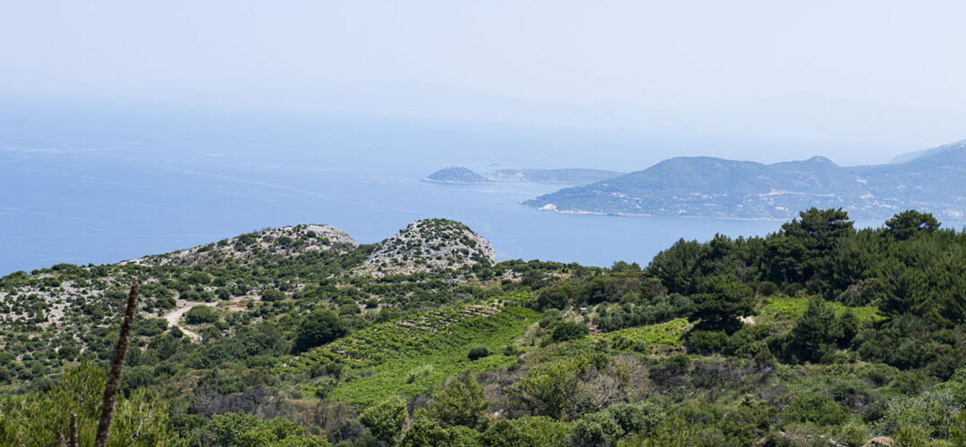 Berg-Weingärten von Kioulafides, Vourliotes, Berg Ambelos