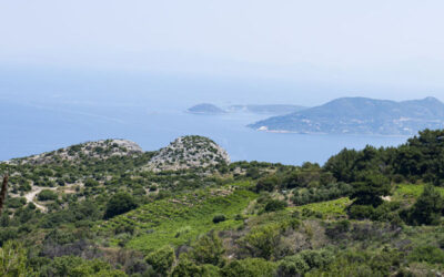 Kioulafides Mountain Vineyards, Vourliotes, Mt Ampelos