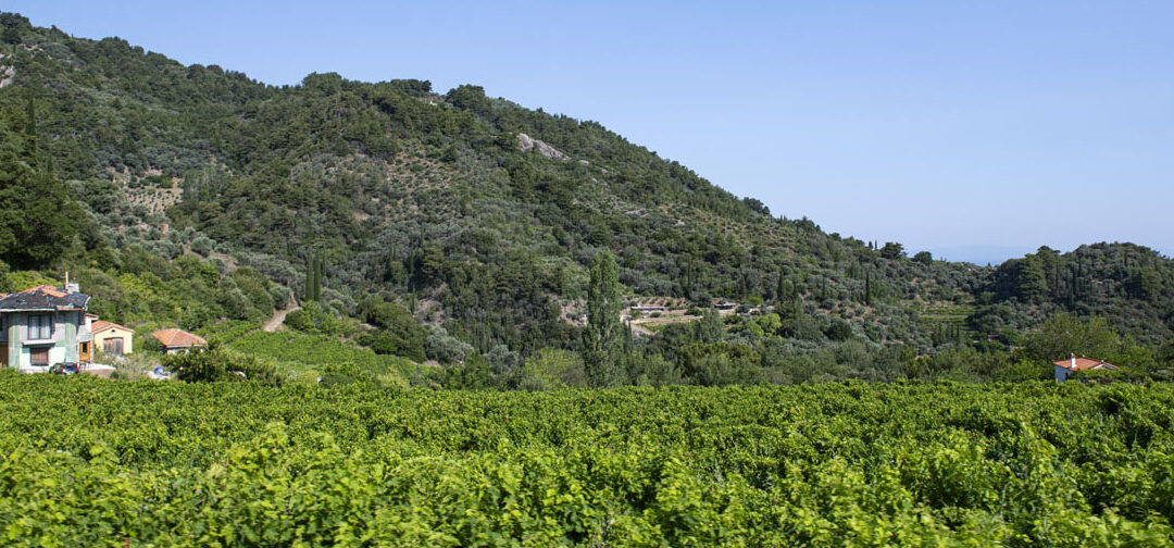 Kambouris vineyard, Paliambela area, Manolates