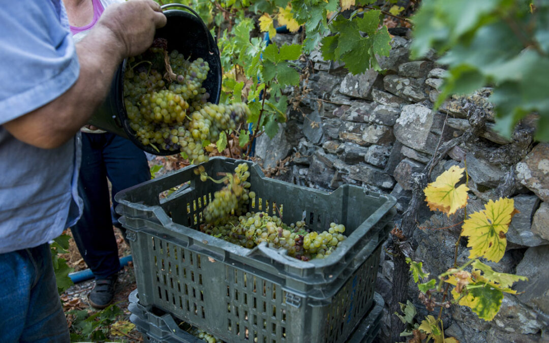 Les coutumes liées aux vendanges à Samos