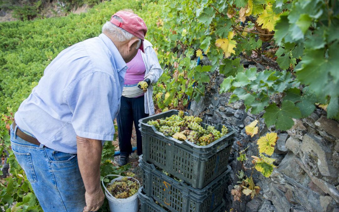 The harvest of Samian Muscat wine Today