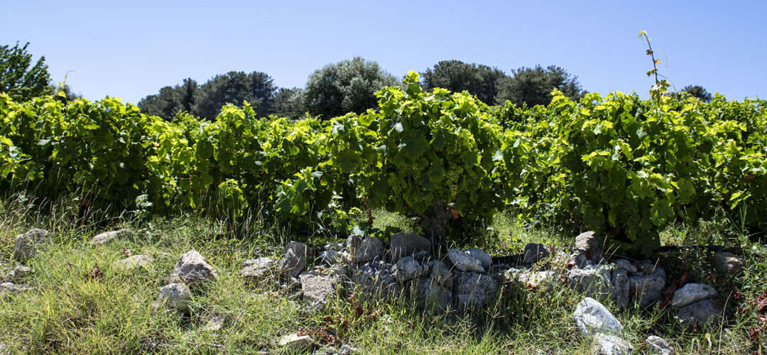 The Harvest of Samian Wine in the past years – From the vine to grape reception