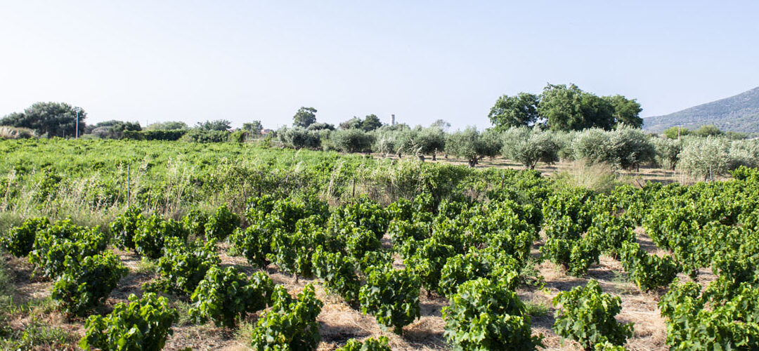 Vignoble des plaines surplombant le temple d’Héra