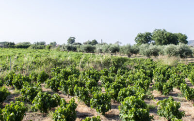 Vignoble des plaines surplombant le temple d’Héra