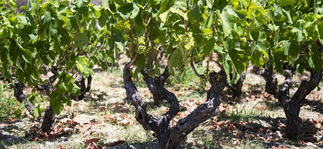 Avgoustiatis Vineyard, Megali Lakka, Konteika