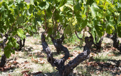 Avgoustiatis Vineyard, Megali Lakka, Konteika