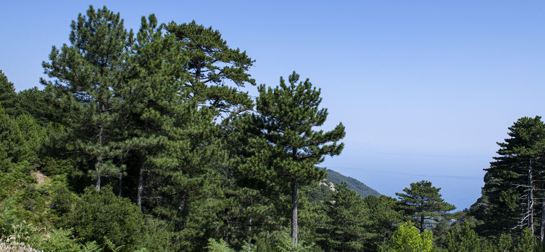 Brutia pine-Oak-Chestnut tree forest, Aspra Chomata area, Mt Ampelos