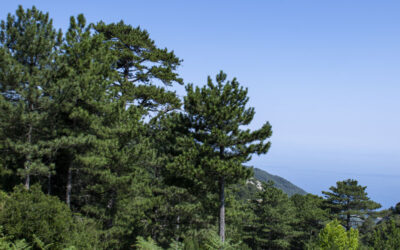 Brutia pine-Oak-Chestnut tree forest, Aspra Chomata area, Mt Ampelos