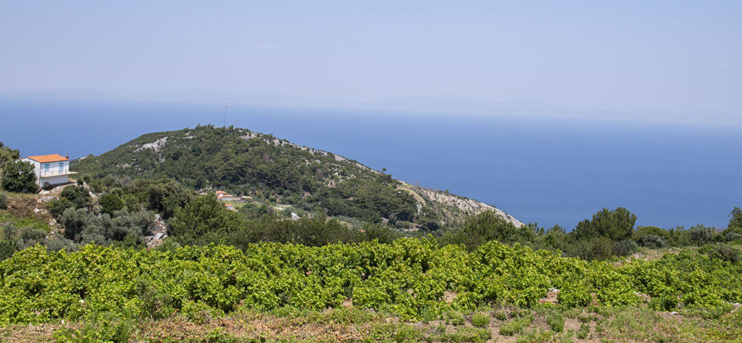 Vineyards around Vourliotes village, Karsinos