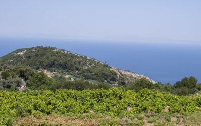 Vignobles autour du village de Vourliotes, « Karsinos »