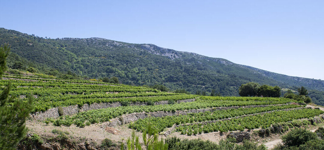 Vignobles de montagne à Profitis Ilias, sommet du mont Ampelos