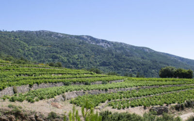 Vignobles de montagne à Profitis Ilias, sommet du mont Ampelos