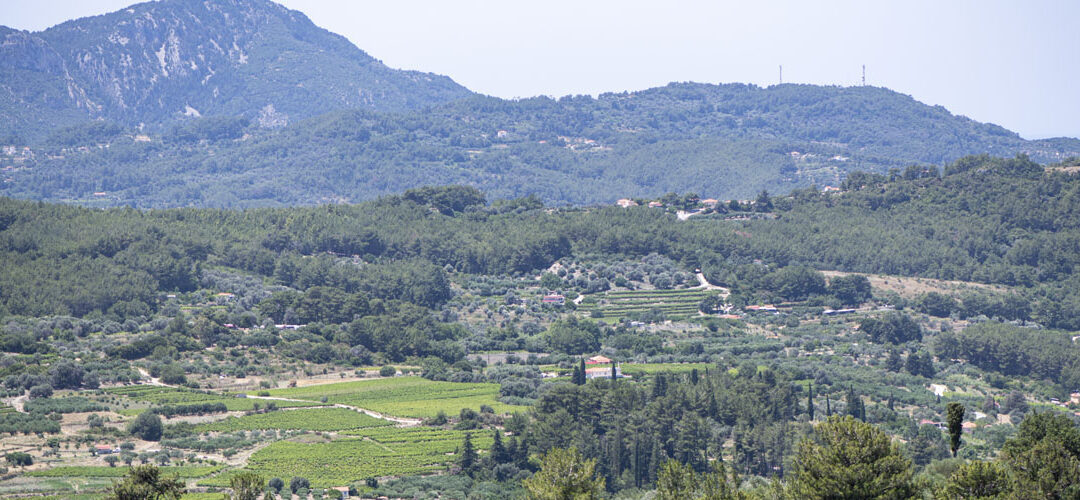 Weinberge von Idrousa