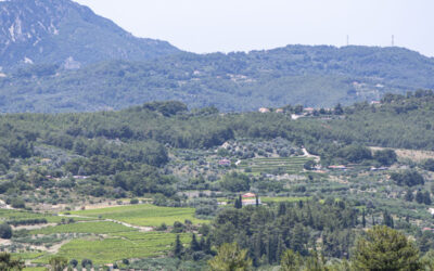 Weinberge von Idrousa