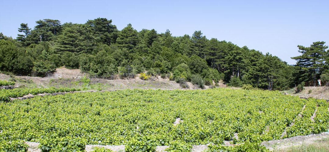 Vineyard in the Lakka Tampaklina Location, Vourliotes