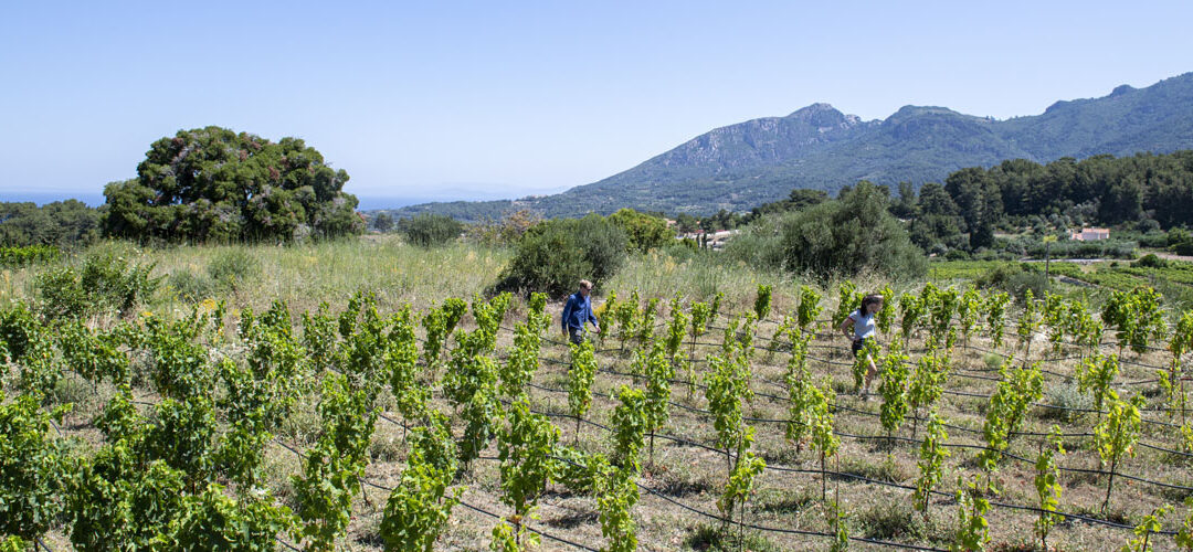 L’établissement vinicole Kostakis