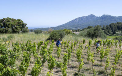 L’établissement vinicole Kostakis